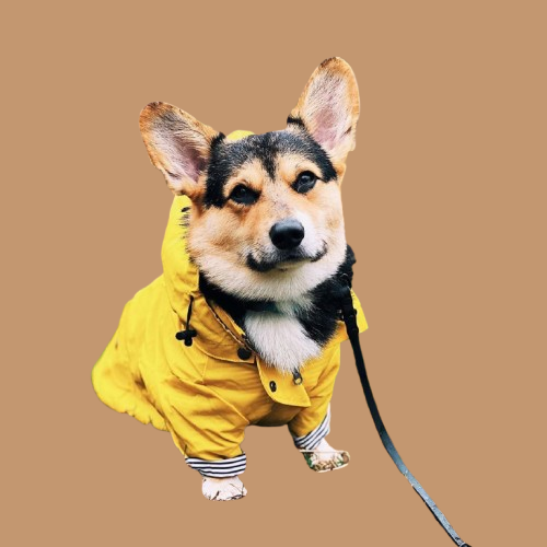 Tide Brand Windproof And Rainproof British Retro Padded Dog Raincoat !