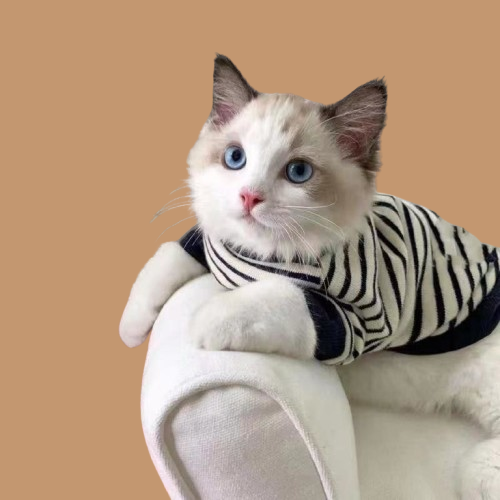 Puppet Cat Two Pod Sweater